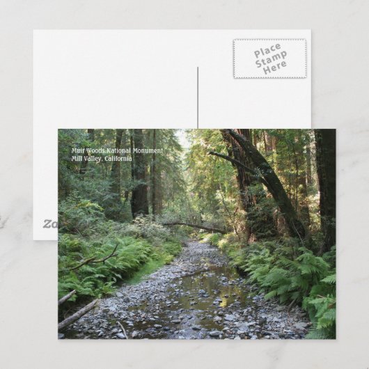 Muir Bossen Post Card Briefkaart (Voorkant / Achterkant)