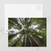 Muir Bossen sky uitzicht Briefkaart (Voorkant / Achterkant)