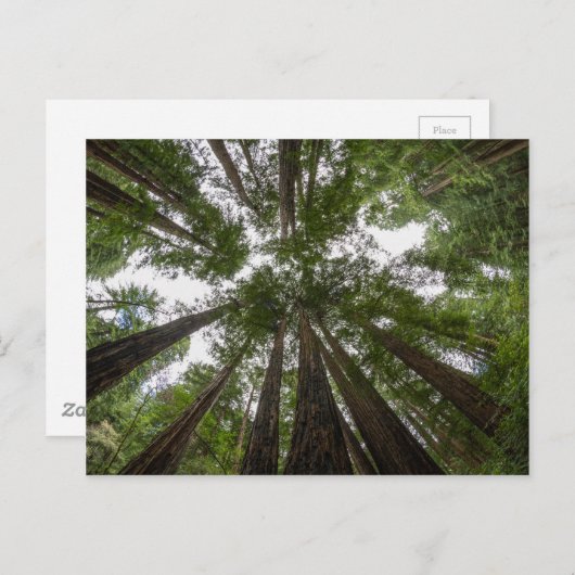 Muir Bossen sky uitzicht Briefkaart (Voorkant / Achterkant)