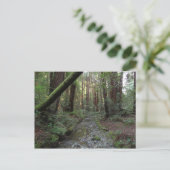 Muir Bossen Stroom Boslandschap Briefkaart (Staand voorkant)