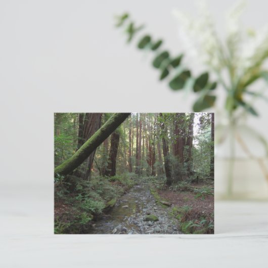 Muir Bossen Stroom Boslandschap Briefkaart (Staand voorkant)