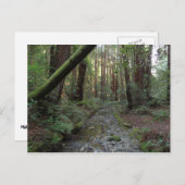 Muir Bossen Stroom Boslandschap Briefkaart (Voorkant / Achterkant)