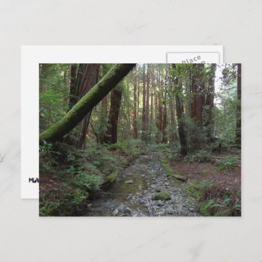 Muir Bossen Stroom Boslandschap Briefkaart (Voorkant / Achterkant)