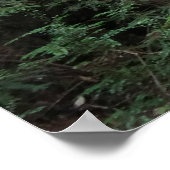 Muir Bossen Stroom Boslandschap Poster (Hoek)