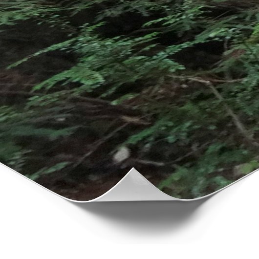 Muir Bossen Stroom Boslandschap Poster (Hoek)