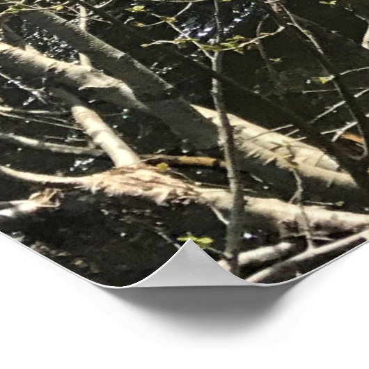 Muir Creek, Oregon Poster (Hoek)