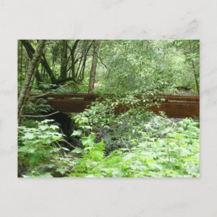 Muir Woods Brug I Briefkaart