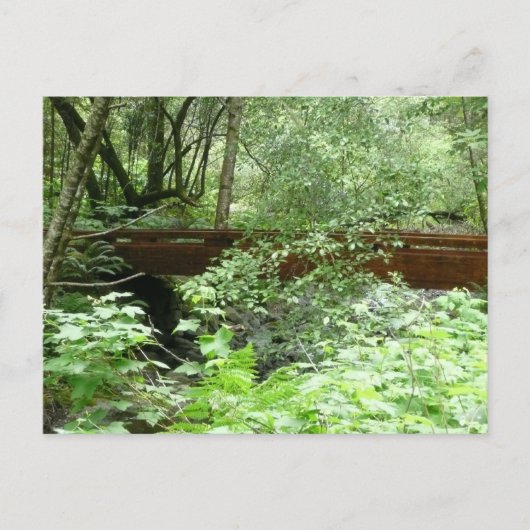 Muir Woods Brug I Briefkaart (Voorkant)