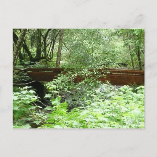 Muir Woods Brug I Briefkaart (Voorkant)
