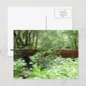 Muir Woods Brug I Briefkaart (Voorkant / Achterkant)