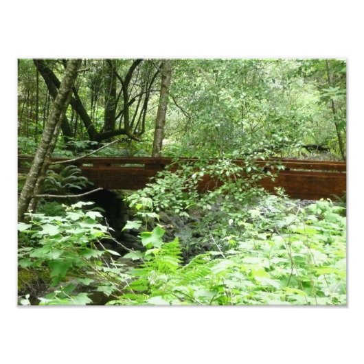 Muir Woods Brug I Foto Afdruk (Voorkant)