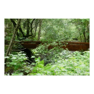 Muir Woods Brug I Poster