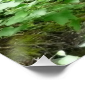 Muir Woods Brug I Poster (Hoek)