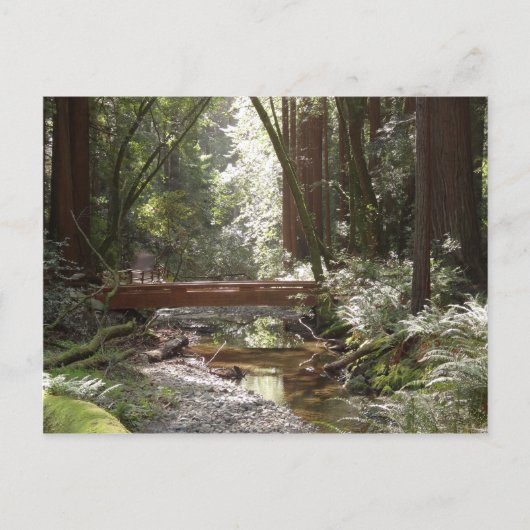 Muir Woods Brug II Briefkaart (Voorkant)