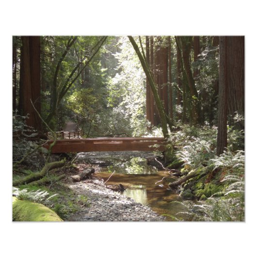 Muir Woods Brug II Foto Afdruk (Voorkant)