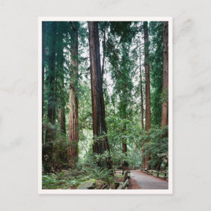Muir Woods Marin Bay Area Reis Foto Briefkaart