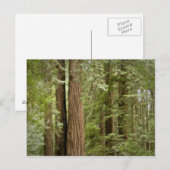 Muir Woods National Monument, Noordelijk Briefkaart (Voorkant / Achterkant)