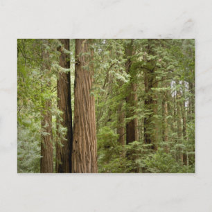 Muir Woods National Monument, Noordelijk Briefkaart