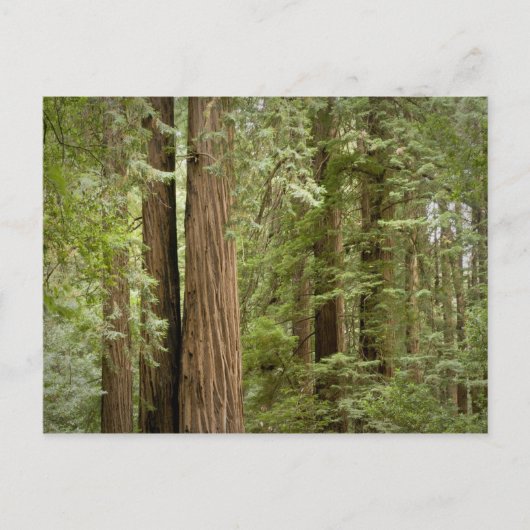 Muir Woods National Monument, Noordelijk Briefkaart (Voorkant)