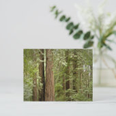 Muir Woods National Monument, Noordelijk Briefkaart (Staand voorkant)