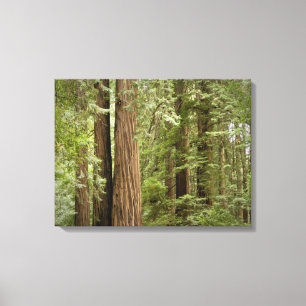 Muir Woods National Monument, Noordelijk Canvas Afdruk