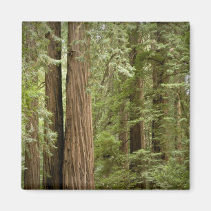 Muir Woods National Monument, Noordelijk Magneet