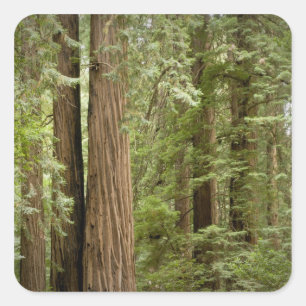 Muir Woods National Monument, Noordelijk Vierkante Sticker