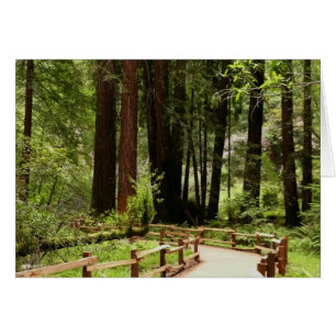 Muir Woods Pad I Natuurfotografie