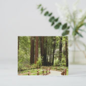 Muir Woods Pad I Natuurfotografie (Staand voorkant)