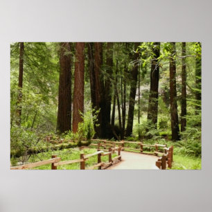 Muir Woods Pad I Natuurfotografie Poster