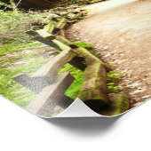 Muir Woods Path II Natuurfotografie Foto Afdruk (Hoek)