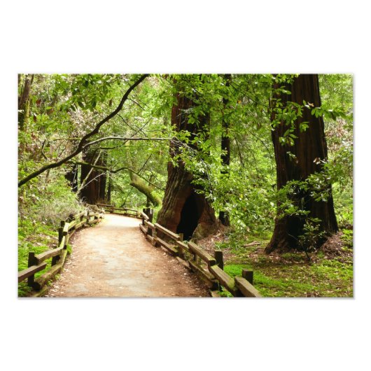 Muir Woods Path II Natuurfotografie Foto Afdruk (Voorkant)