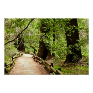 Muir Woods Path II Natuurfotografie Perfect Poster