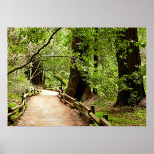 Muir Woods Path II Natuurfotografie Poster