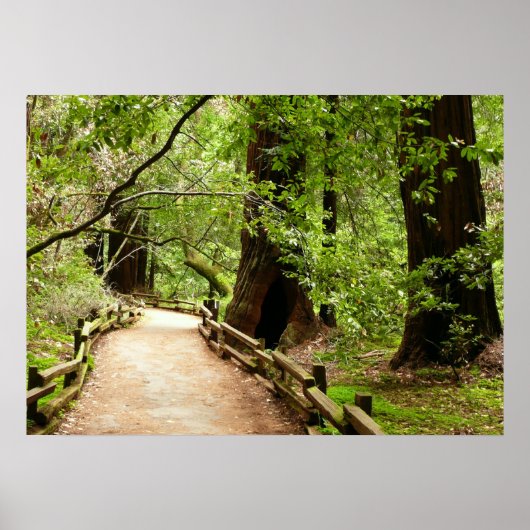 Muir Woods Path II Natuurfotografie Poster (Voorkant)