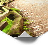 Muir Woods Path II Natuurfotografie Poster (Hoek)
