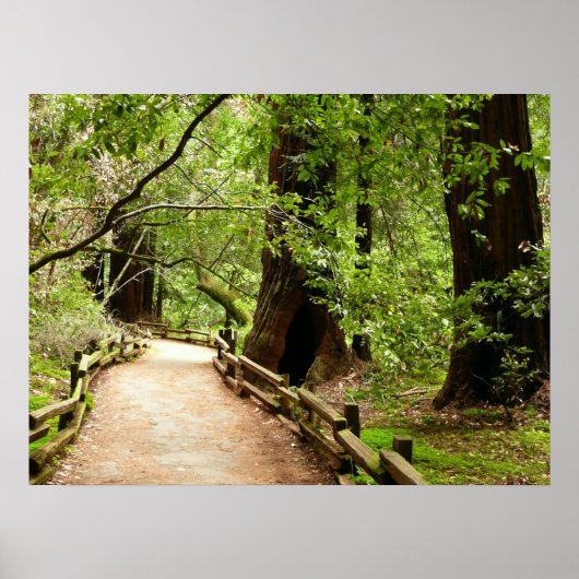 Muir Woods Path II Natuurfotografie Poster (Voorkant)