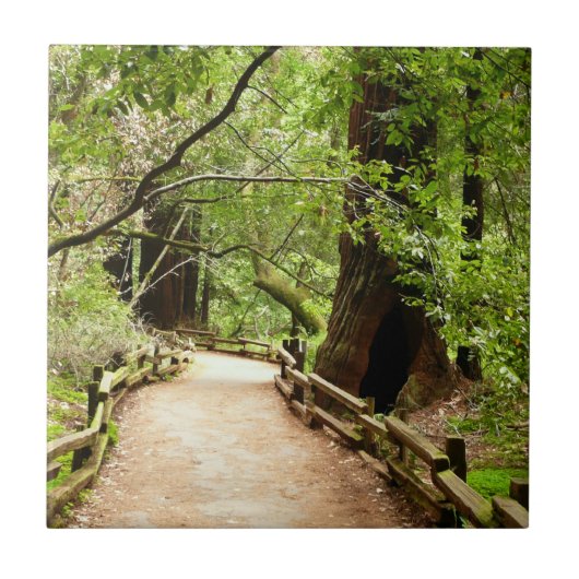 Muir Woods Path II Natuurfotografie Tegeltje (Voorkant)