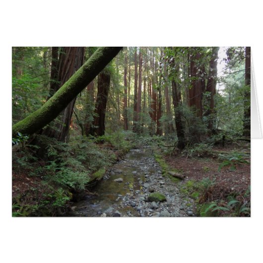 Muir Woods Stroom Bos Landschap (Voorkant Horizontaal)