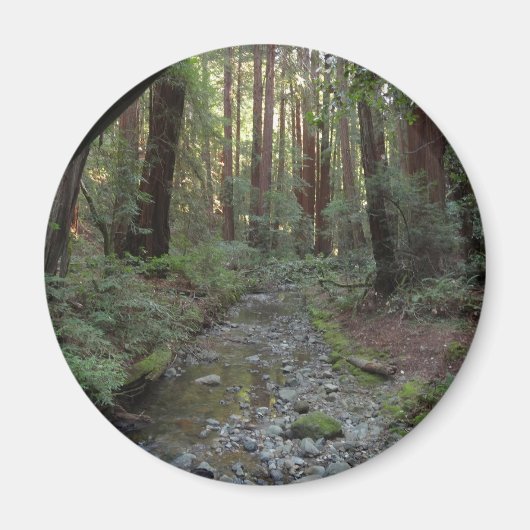 Muir Woods Stroom Bos Landschap Magneet (Voorkant)