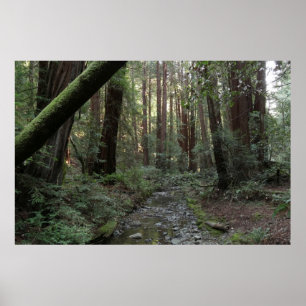 Muir Woods Stroom Bos Landschap Poster