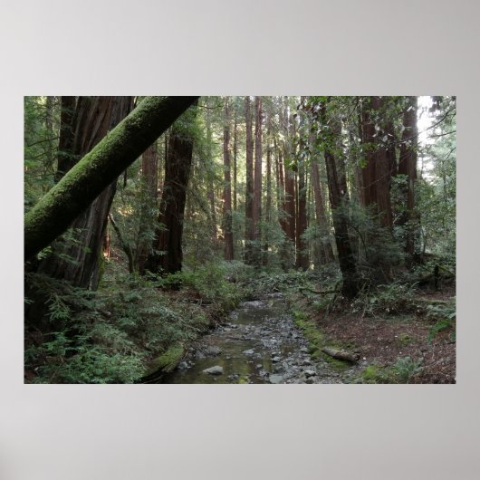 Muir Woods Stroom Bos Landschap Poster (Voorkant)