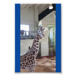 Muis 4x6 afdrukken #1 foto afdruk