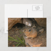 muis briefkaart (Voorkant / Achterkant)
