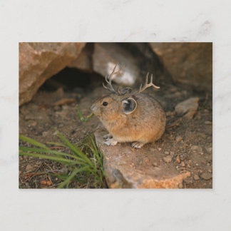muis briefkaart