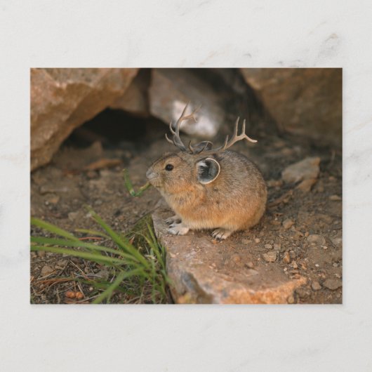 muis briefkaart (Voorkant)