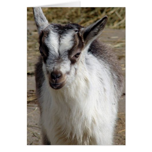 Muis de geit (Voorkant)