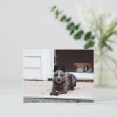 Muis het blauwe Briefkaart van de Heeler (Staand voorkant)