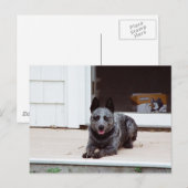 Muis het blauwe Briefkaart van de Heeler (Voorkant / Achterkant)