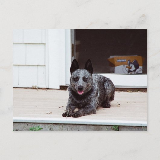 Muis het blauwe Briefkaart van de Heeler (Voorkant)